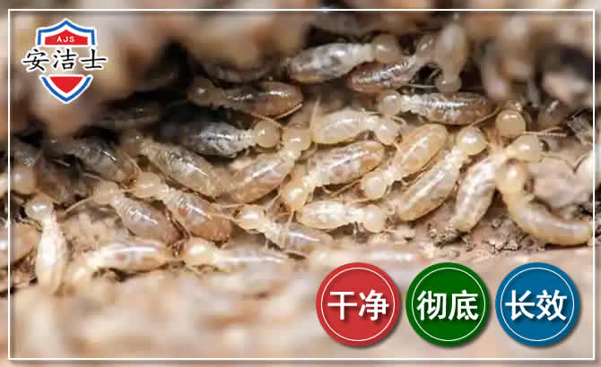 黄浦区白蚁防治