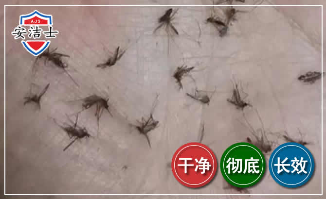 黄浦区蚊子防治-灭蚊