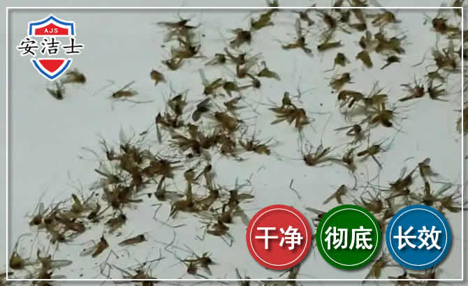 黄浦区苍蝇防治-灭蝇