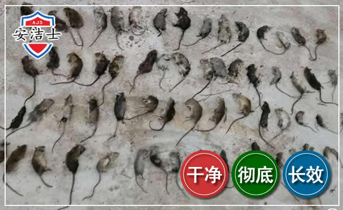 黄浦区鼠害防治-灭鼠