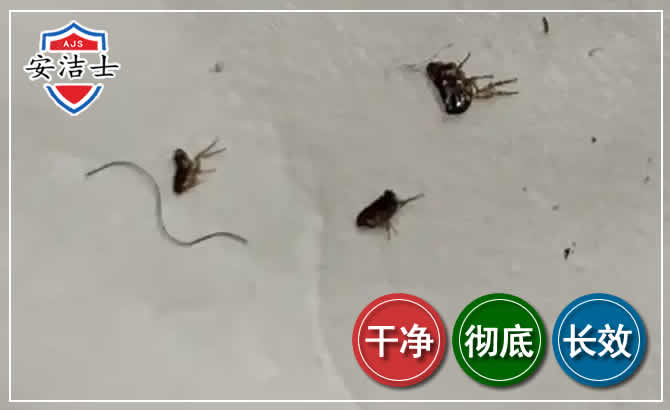黄浦区跳蚤防治-灭跳蚤