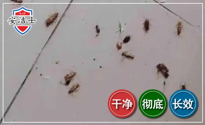 黄浦区蟑螂防治-灭蟑螂