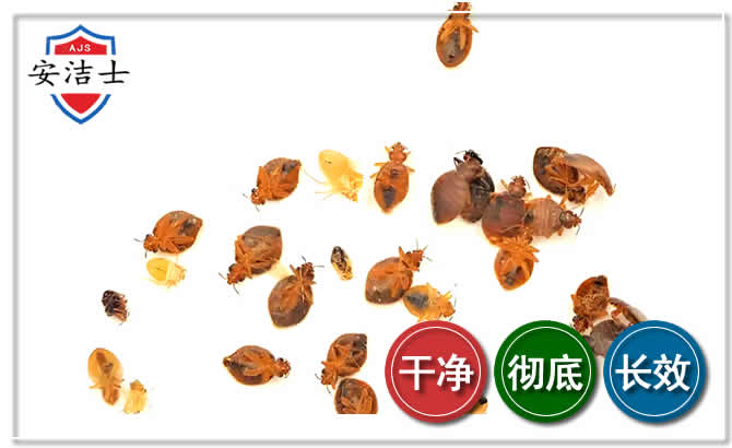 黄浦区臭虫防治-消灭臭虫